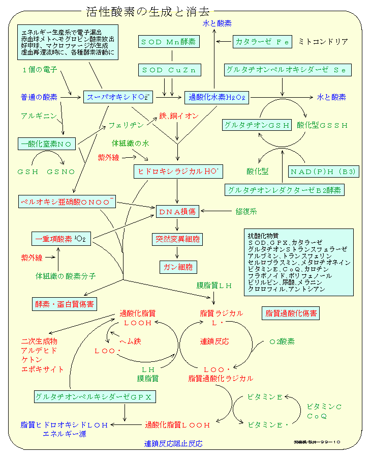 活性酸素の発生と消去