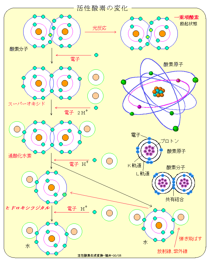 活性酸素の生成変換の分子図表
